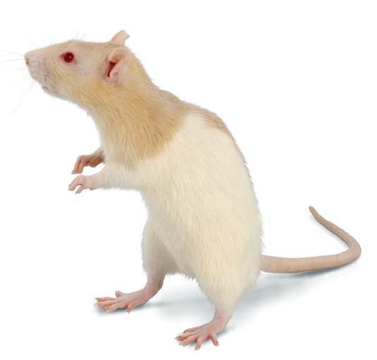 Guide to Rats Guide to Rats Latin name Female: Male: Young: Life span: Litter size: Birth weight: Eyes open: Gestation period: Average weight: Sexual maturity: Weaning age: Diet Rattus Norvegicus