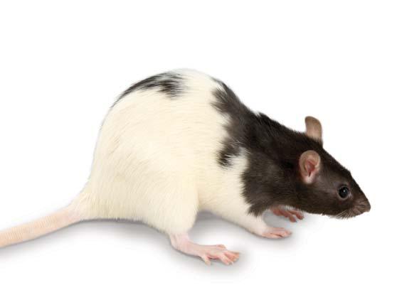 History: Rats belong to the rodent family. There are over 80 different species of rat throughout the world. The most common, black and brown rats are thought to have originated from Asia.