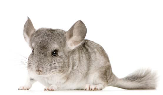 Herbivorous (30-40gms per day) History: Spanish pioneers discovered the chinchilla in the 16th Century when they were kept and used by the native Incas for food and clothing.