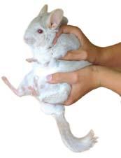 Looking After Your Chinchilla Looking After Your Chinchilla In captivity most chinchillas show activity during the day as well as in the evening or at night.