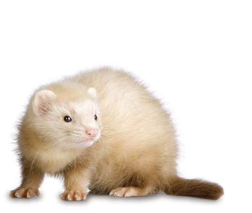 Guide to Ferrets Guide to Ferrets Latin name Female: Male: Young: Life Span: Mustela Putorius Furo Jill Hob Kits 5-11 years (domesticated) Litter size: 5-13 Kits (average 8) Birth weight: Eyes open: