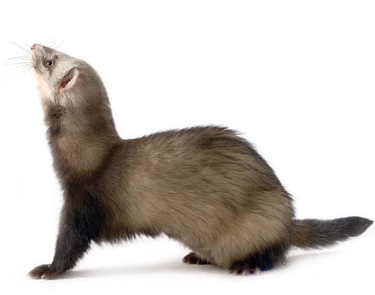 6-8 weeks Canine Distemper Carnivorous (average 40-60gms per day) History: Ferrets are related to mink and weasels, and are from the family called "Mustelids".