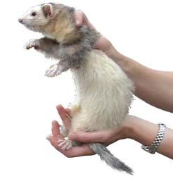 Looking After Your Ferret Looking After Your Ferret It is important that any housing you may purchase for your ferret is escape proof, easy to clean, has a separate sleeping area, and enough room for