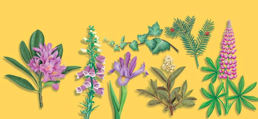 Guide to Dangerous Plants Yew Foxglove Ivy Privet Lupin Rhododendron Iris Your garden may also contain cultivated plants that may cause illness such as: dahlias, lupins, chrysanthemums, delphinium,
