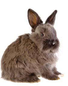 on risk in your area), VHD (annually) Herbivorous (average 60-70 grams per day) History: Originally the European rabbit was found in the wild, in regions of Spain, Portugal and North West Africa.