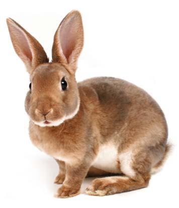 Along the way, the process of domestication began by keeping rabbits in hutches for breeding and meat production. Gradually rabbits were bred for colour and also to enter into friendly competitions.