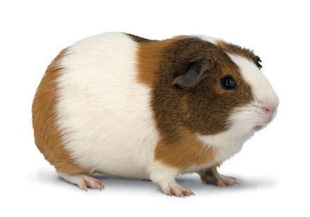 Guide to Guinea Pigs Guide to Guinea Pigs Latin name Female: Male: Young: Life span: Litter size: Birth weight: Eyes open: Gestation period: Average weight: Sexual maturity: Weaning age: Diet