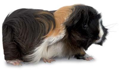 (cavies) originate from South America where the Incas bred them for food. People in Ecuador, Peru and Bolivia still keep guinea pigs, like chickens, for food.
