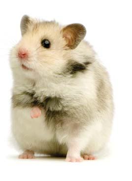 Guide to Hamsters Guide to Hamsters Latin name Female: Male: Young: Life span: Litter size: Birth weight: Eyes open: Gestation period: Average weight: Sexual maturity: Weaning age: Diet Mesocricetus
