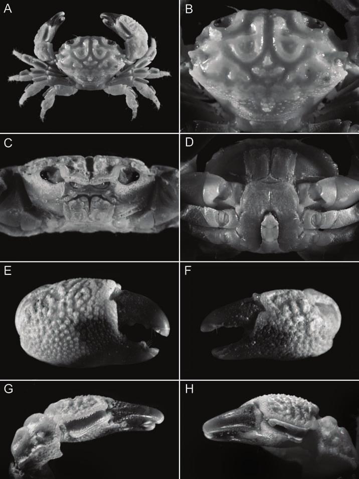Lasley & Ng: New xanthid crab from Guam 3 Figure 1. Zozymodes sculptus sp. nov., holotype male (6.2 x 4.