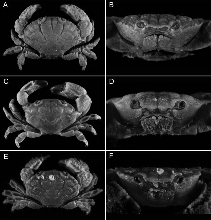 Lasley & Ng: New xanthid crab from Guam 9 Figure 4. Zozymodes cavipes (Dana, 1852), male (12.2 x 8.6) (ZRC 1965.11.8.61 62), Christmas Island; A, dorsal view; B, frontal view.