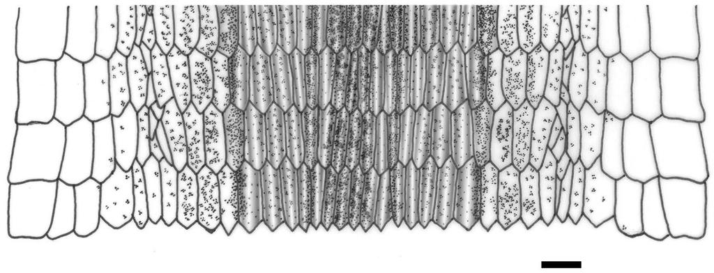 FIGURE 3. Holotype of Bachia didactyla sp. nov. (UFMT 6755). Schematic view of the midbody pattern of scalation and coloration. Bar equals 1 mm.