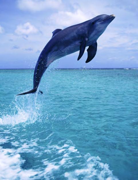 Dolphins can get sick, just like humans. Sometimes dolphins can get sick from viruses or bacteria.