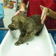 In the zoo s infirmary, vets and keepers rushed into
