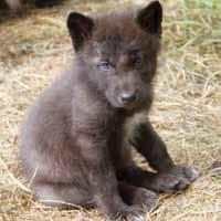 Some newborn animals, like wolves, have a different eye color than they will have as adults.