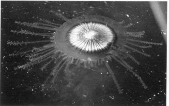 Siphonophores Form drifting