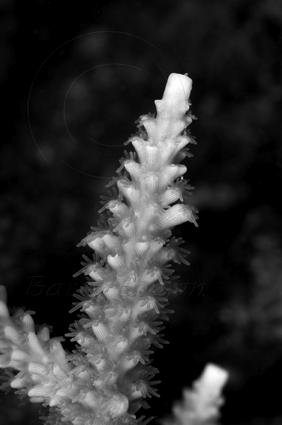 com/macro- view- of- endangered- staghorn-