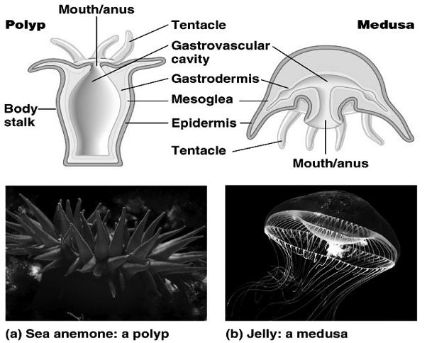 animal with cnidocytes (stinging cells) found in the tentacles