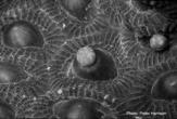 alternate polyp and 14 medusa forms, as