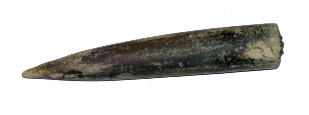 The belemnites were highly