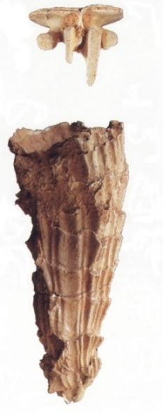 Rudist Bivalves Rudists were bivalves that built reefs during Jurassic and Cretaceous One of their two valves (or shells) was enlarged and conical in shape,