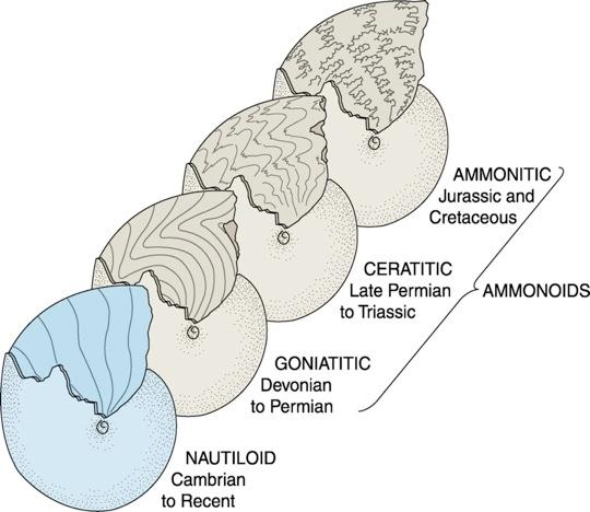 Suture Patterns Three suture patterns of the ammonoids are goniatite,