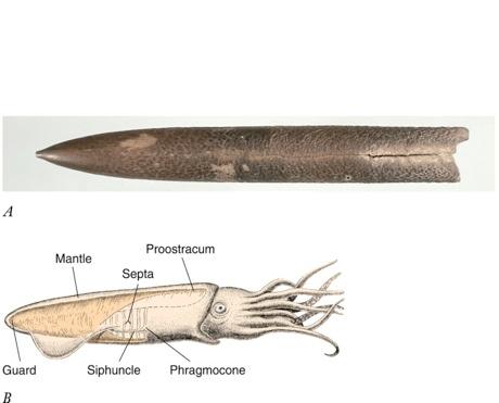 Belemnites Belemnites have an internal calcareous shell (which resembles a cigar) called a rostrum.