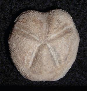 Echinoids became more diverse during Mesozoic than they had been during Paleozoic.