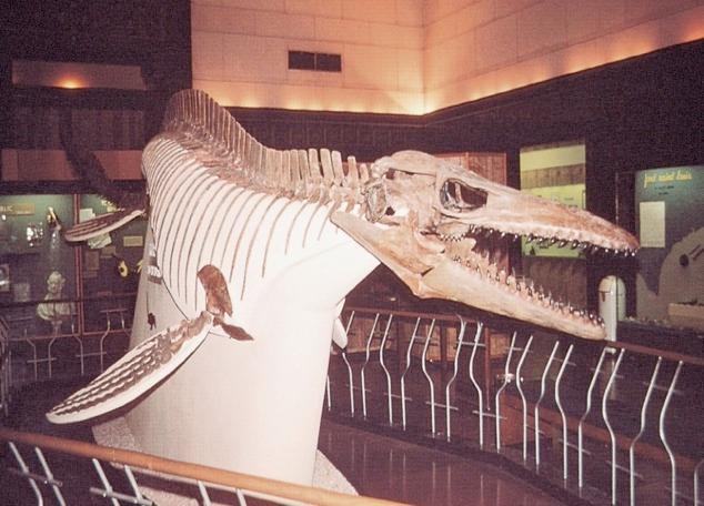 Mosasaurs Cretaceous only Up to 50 ft long (15 m) Probably top
