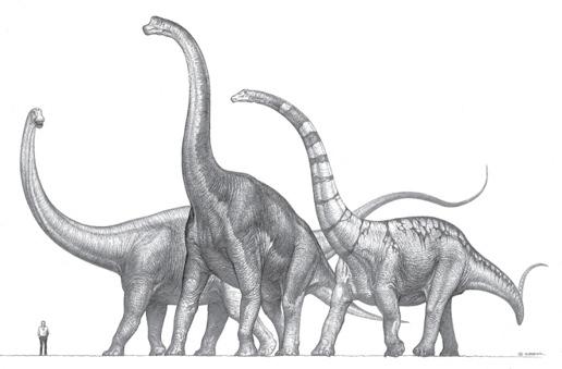 Sauropods Large 4-legged herbivorous dinosaurs - "long necks" Apatosaurus Brachiosaurus Supersaurus