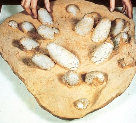 Interesting Facts about Dinosaurs Fossil dinosaur eggs with embryos