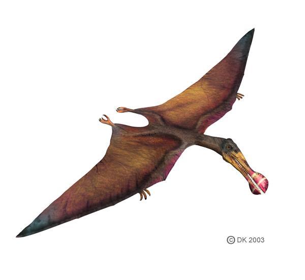 Pterosaurs Winged Reptiles Pterosaurs Actually predated