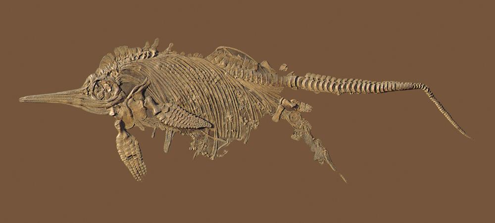 Ichthyosaurs Early Mesozoic