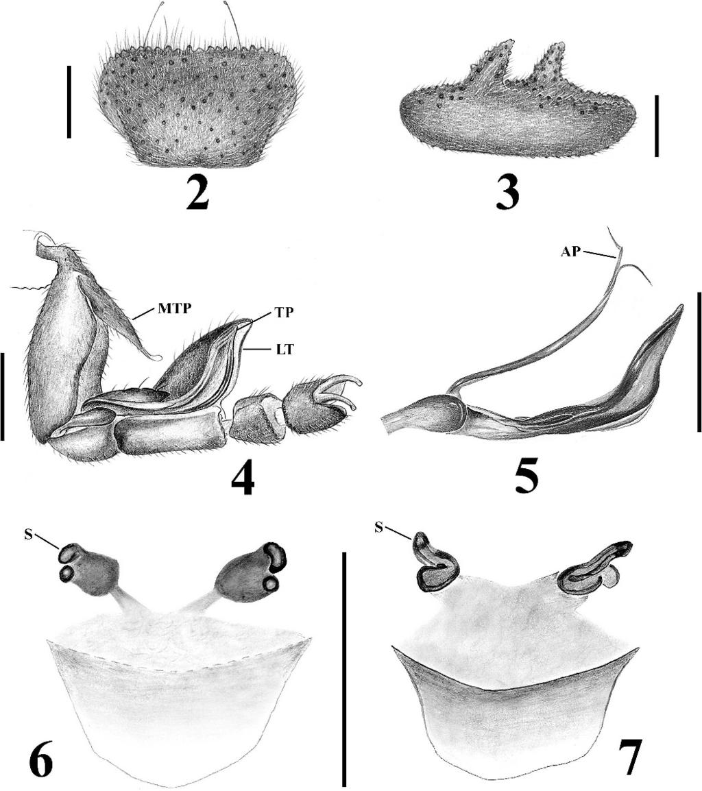 368 THE JOURNAL OF ARACHNOLOGY Figures 2 7. Pseudocellus chankin new species. Male holotype. 2. Cucullus, dorsal view; 3. Left tibia II, ventral view; 4.