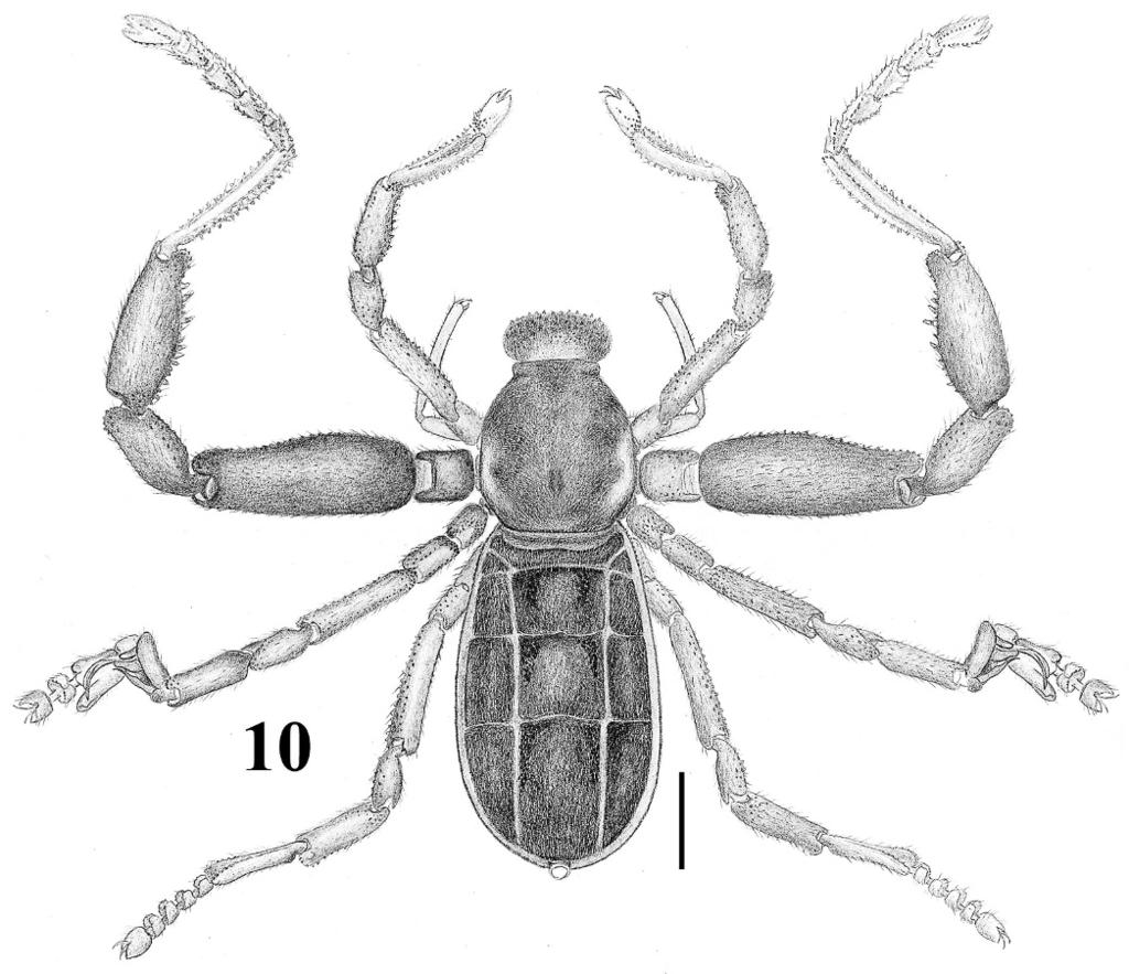 370 THE JOURNAL OF ARACHNOLOGY Figure 10. Pseudocellus jarocho new species. Male holotype. Habitus, dorsal view. Scale 5 1 mm.