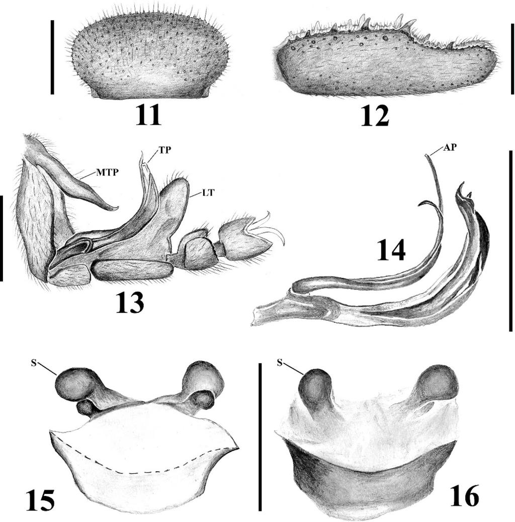 VALDEZ-MONDRAGÓN & FRANCKE NEW SPECIES OF PSEUDOCELLUS 371 Figures 11 16. Pseudocellus jarocho new species. Male holotype. 11. Cucullus, dorsal view; 12. Left tibia II, dorsal view; 13.