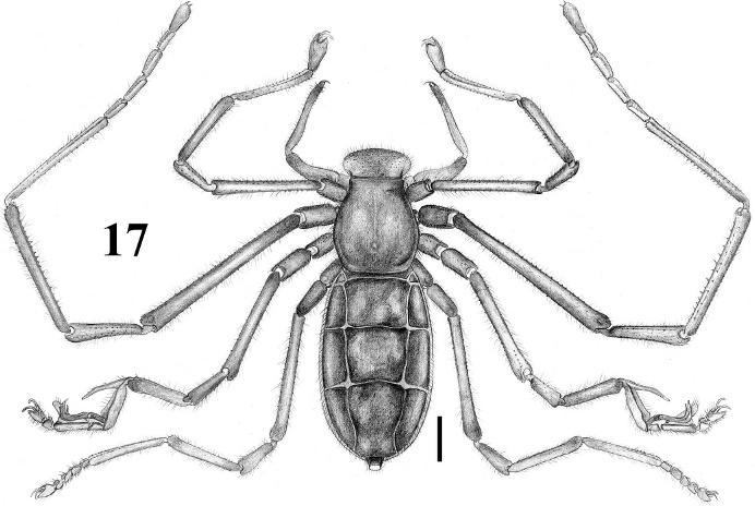 372 THE JOURNAL OF ARACHNOLOGY Metatarsus I with ventral dispersed granules, only basally.