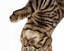 Feline UR ST/OX Urinary has been scientifically formulated to help dissolve existing crystals and stones (struvite).