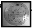 plating Contents of flasks sampled of bacteria and plated Bacteria Counts Counts enumerated Bacteria based Counts on