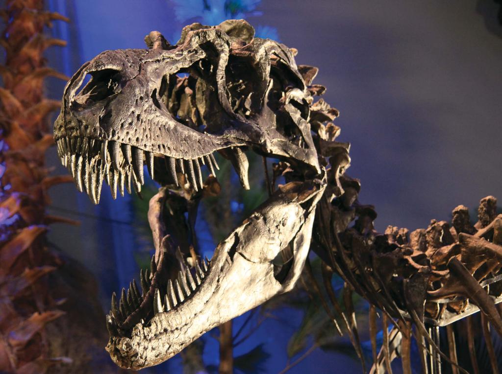 GORGOSAURUS Gorgosaurus was a member of the fiercest meat-eating dinosaurs the