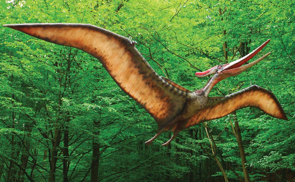 PTEROSAURS THE FLYING REPTILES Pterosaurs were reptiles, close cousins of the dinosaurs.