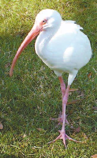 White Ibis These wading birds are more often seen on lawns than in the water, and they can be easily recognized by their red legs and curved red bill.