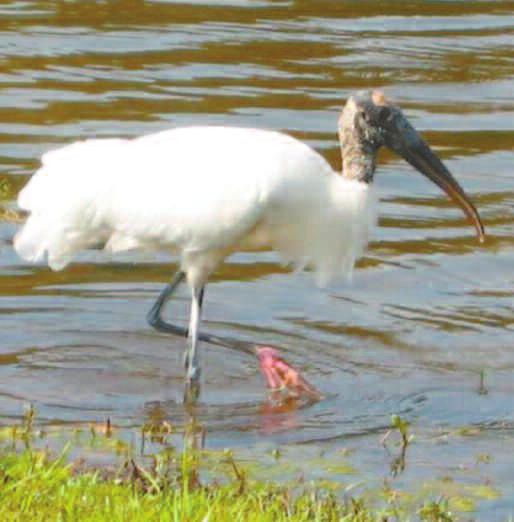 Wood Stork The only one of our wading bird species listed as "endangered", this is also the largest of our wading birds with a wing span of over six feet.