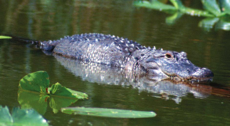 young. If a gator enters your yard, be sure to give it a way to escape back to its home, and call The Villages Neighborhood Watch so they can notify The Villages Wildlife Conservation Officer.