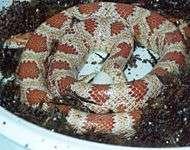 They can mate 3-4 times and I have had snakes mate up to 9 times in the breeding season and some have mated for as long as 12 hours, but corn snakes will mate for about 30 minutes.