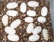Clutch of eggs, placed in vermiculite exactly the same way as they were laid.