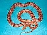 General facts about Corn Snakes A typical example of a standard Corn Snake.