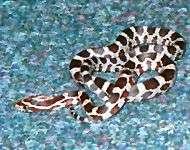 Choosing your first snake Corn snakes are by far the most popular snake and the most sold snake on the pet market.