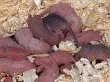 Rub-a-dub-dub, thanks for my grub Corn snakes will eat pinkie mice when they are hatchlings and as they grow, so the size of the pinkie will increase until the snake is large enough to eat fully