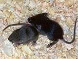 Fuzzies slightly older baby mice.